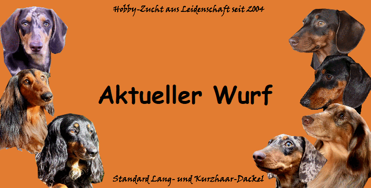 Aktueller Wurf