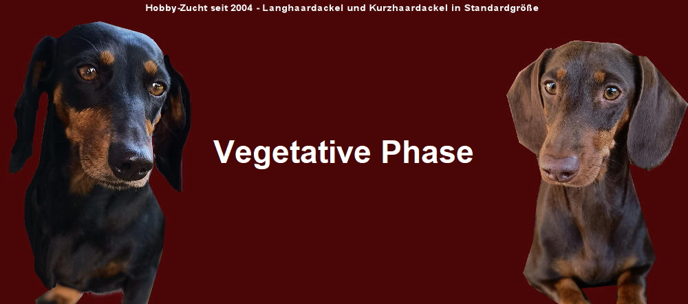 Vegetative Phase
